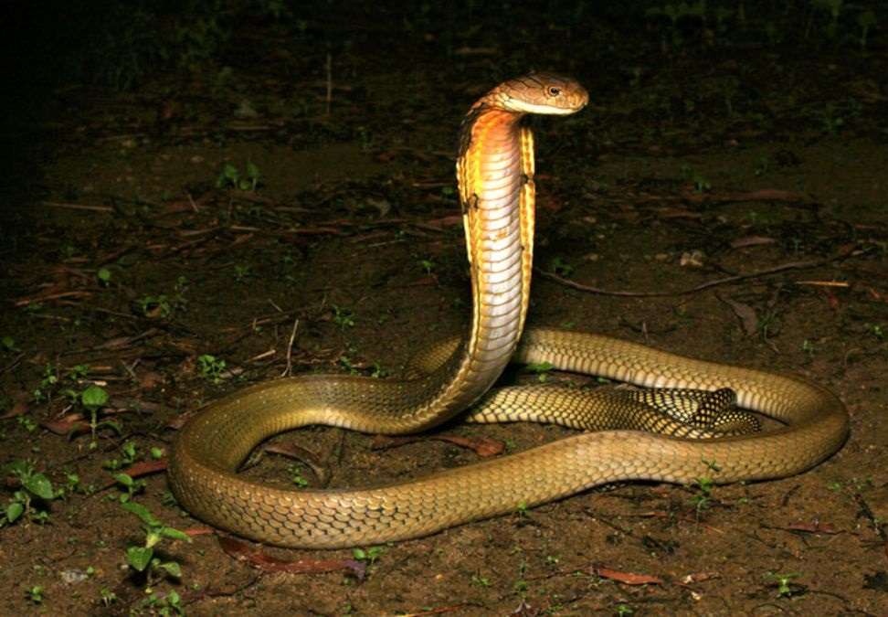 King Cobra