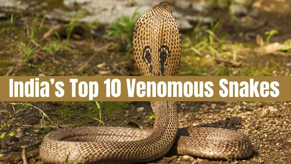 10 of the most venomous snakes on the planet