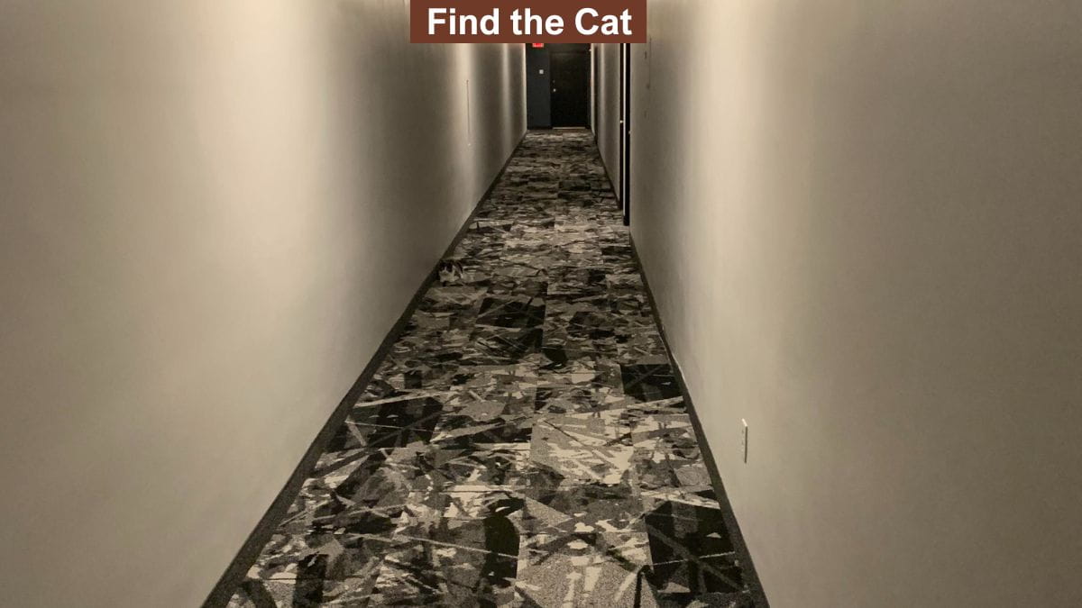 You have magic eyes if you can spot the hidden cat in the hallway in 6