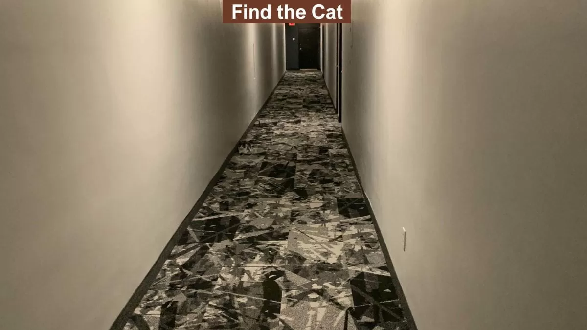 Find Hidden Cat in 6 Seconds