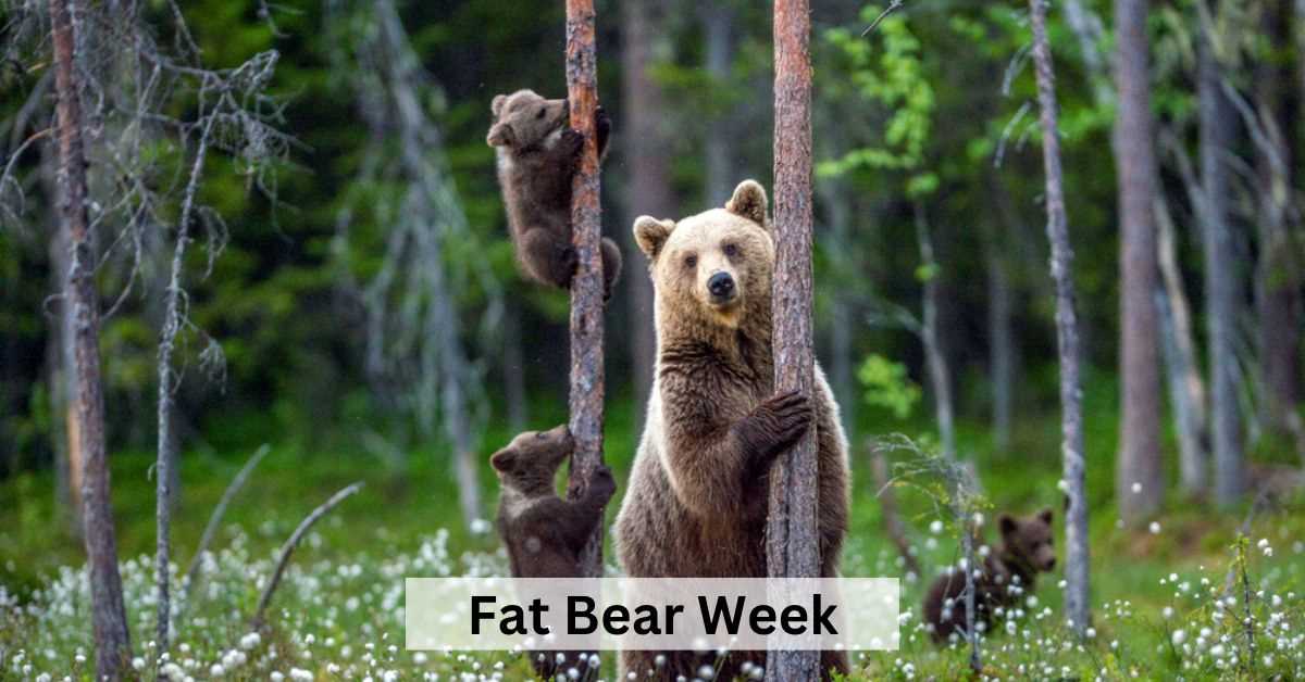 Fat Bear Week 2023 at Katmai National Park How to Vote and Check
