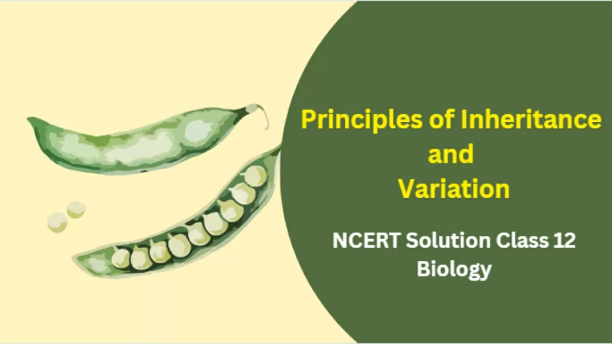 NCERT Solutions for Class 12 Biology Chapter 4 Principles of Inheritance and Variation
