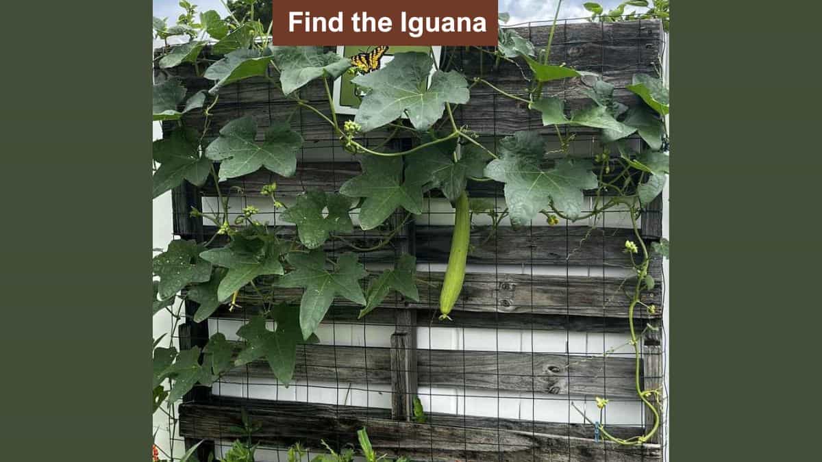 Optical Illusion to Test Your Vision: Find the iguana in the garden in 7 seconds!