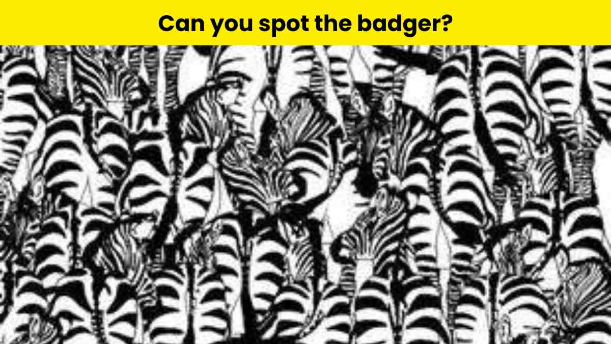 Optical Illusion Observation Test: Can you spot the badger hidden among zebras in 8 seconds?