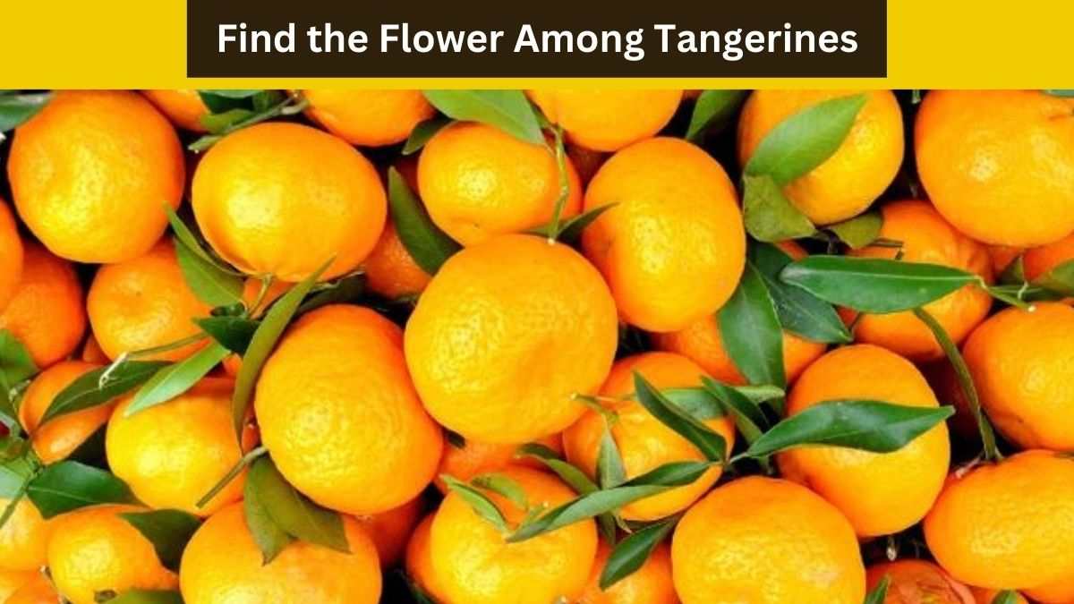 Only people with the IQ of Sherlock Holmes can Find the Flower hidden among the Tangerines. 27 Seconds Left!