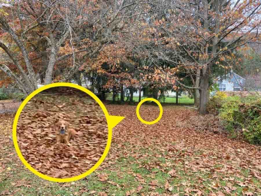 hidden animals optical illusions with answers