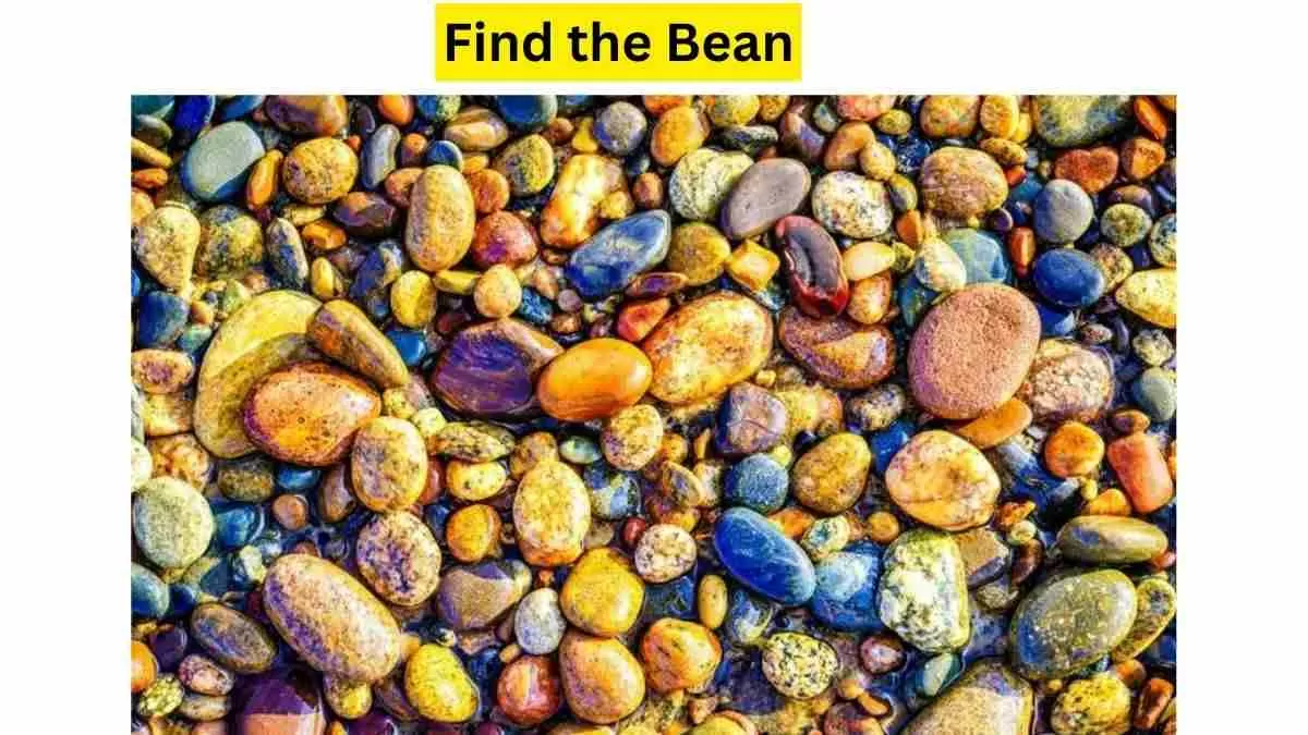 Do you see a bean here?