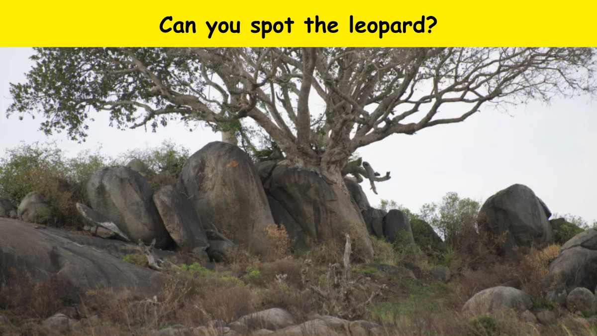 You have powerful vision if you can spot the leopard in the grassland in 7 seconds. 