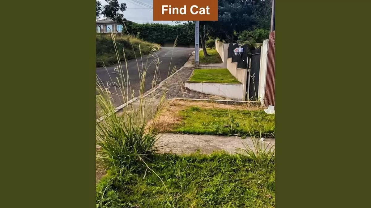 Find Cat in 6 Seconds