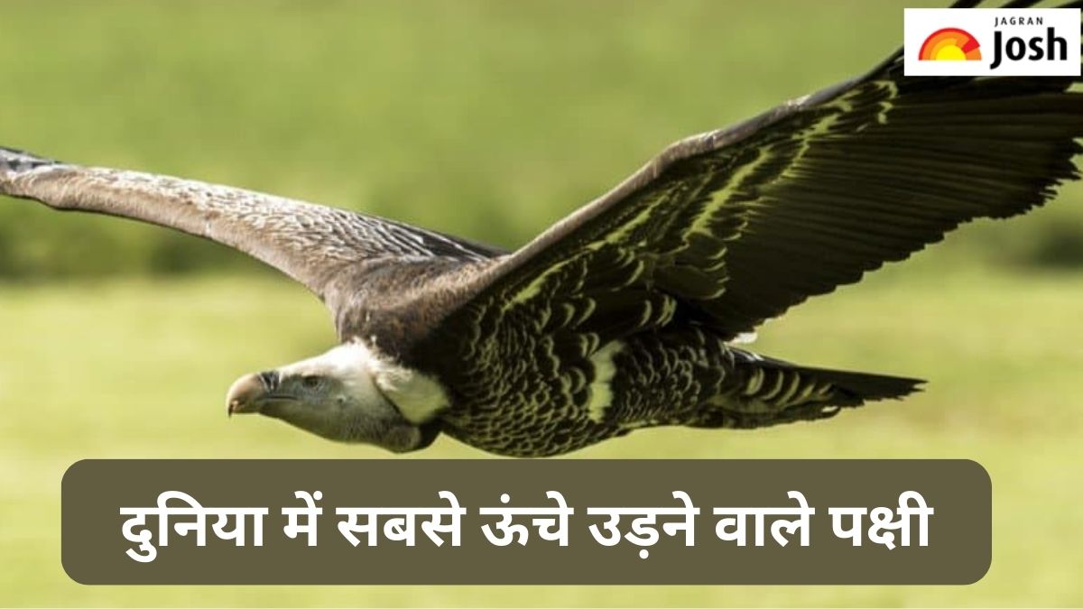 दुनिया में सबसे अधिक ऊंचाई पर उड़ने वाले 10 पक्षी, जानें 