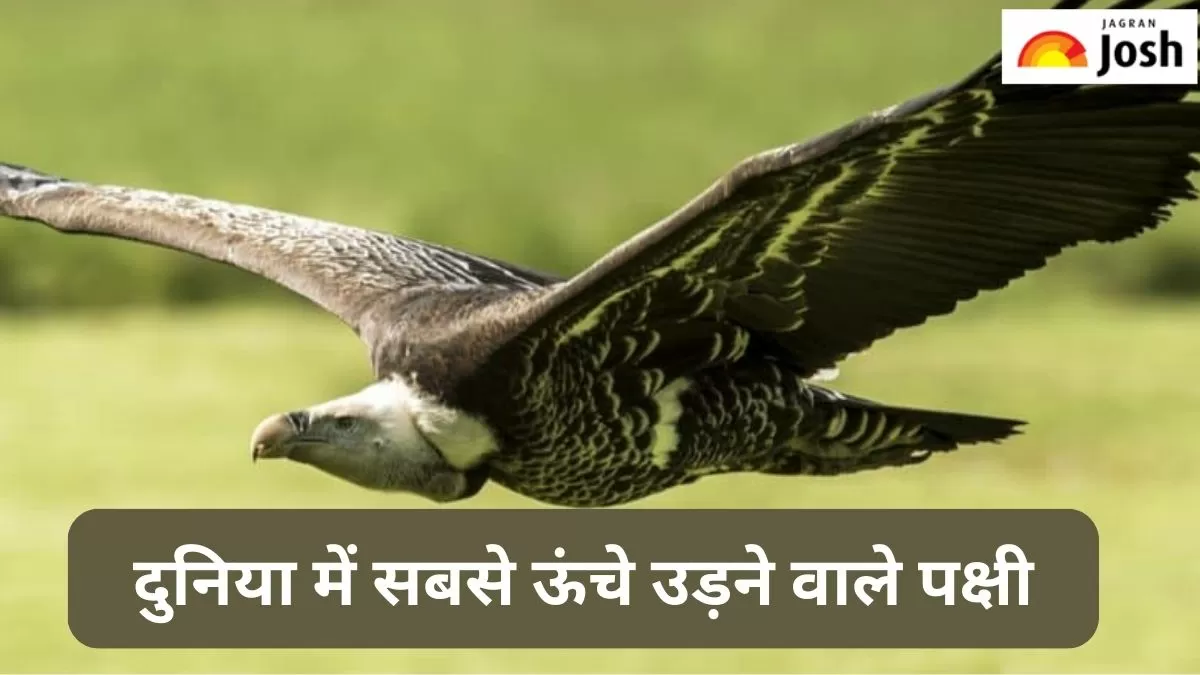 सबसे ऊंचे उड़ने वाली पक्षी
