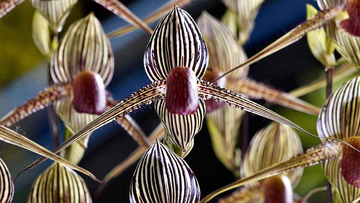 List of 7 Most Expensive Flowers in India with Names and Images