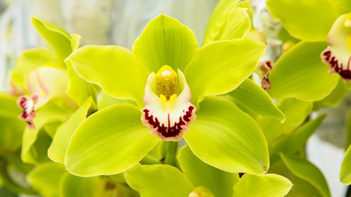 List of 7 Most Expensive Flowers in India with Names and Images