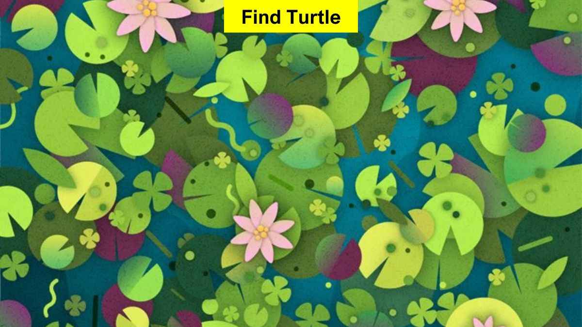 Find hidden turtle in the picture in 6 seconds