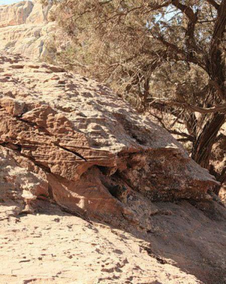 can you see a cat here