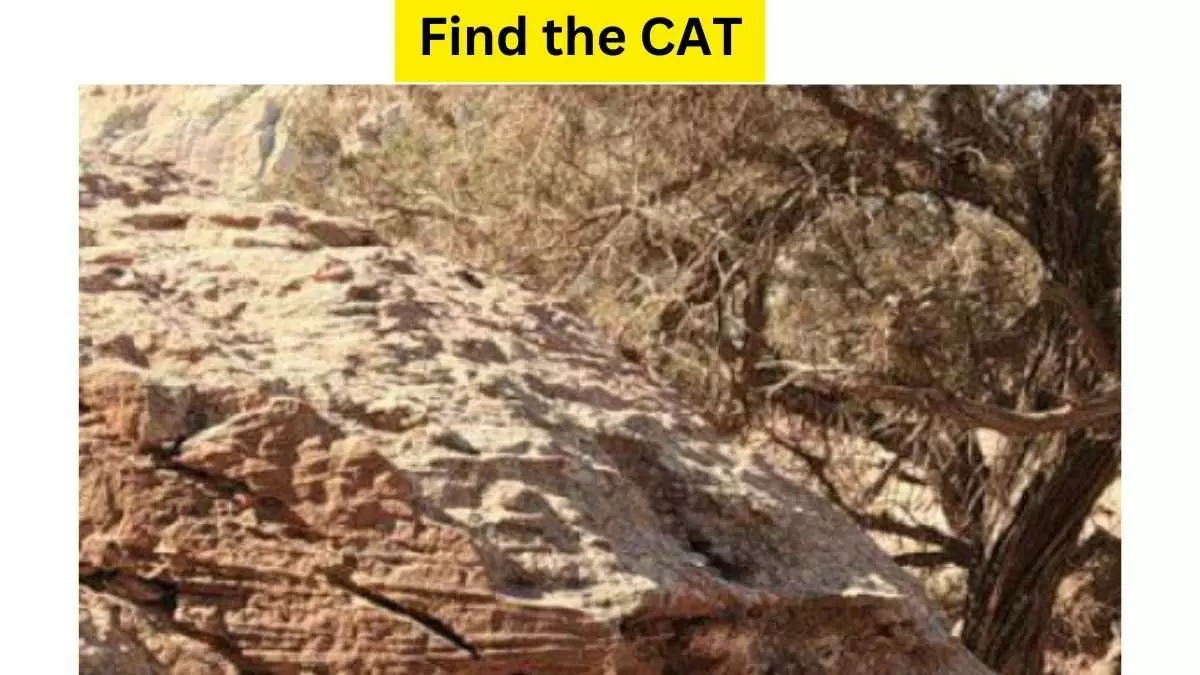 Do you see a CAT here?