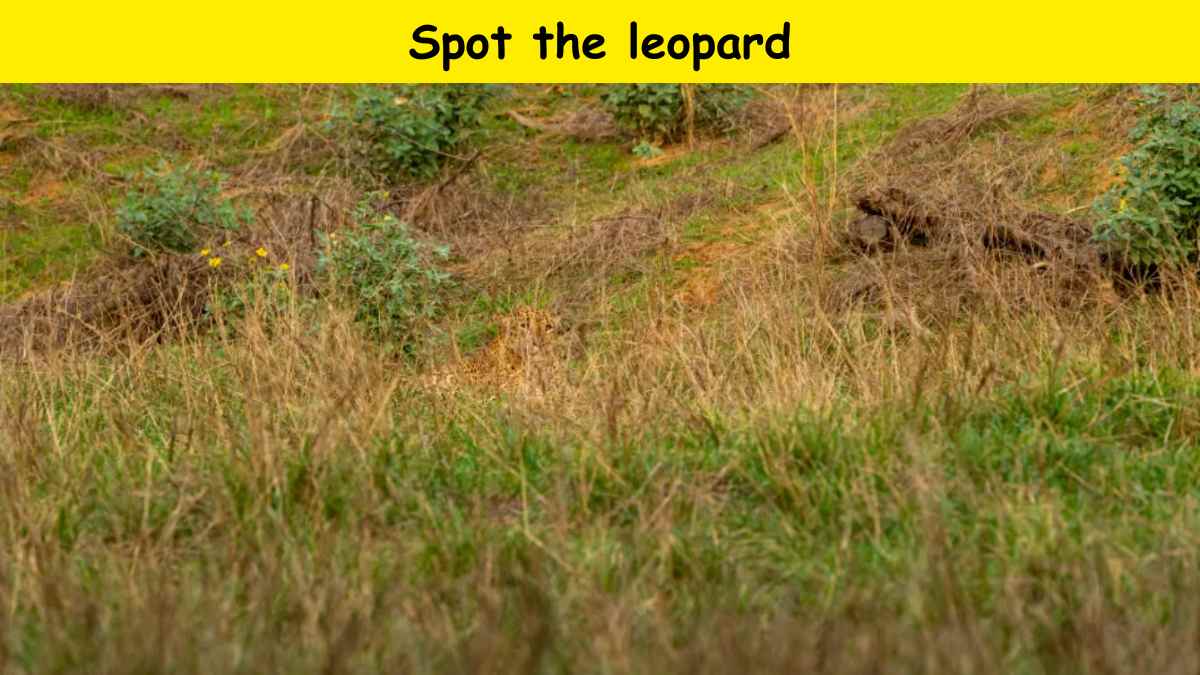Try to spot the leopard hidden in the grass within 6 seconds. Will you succeed? Or will you fail?