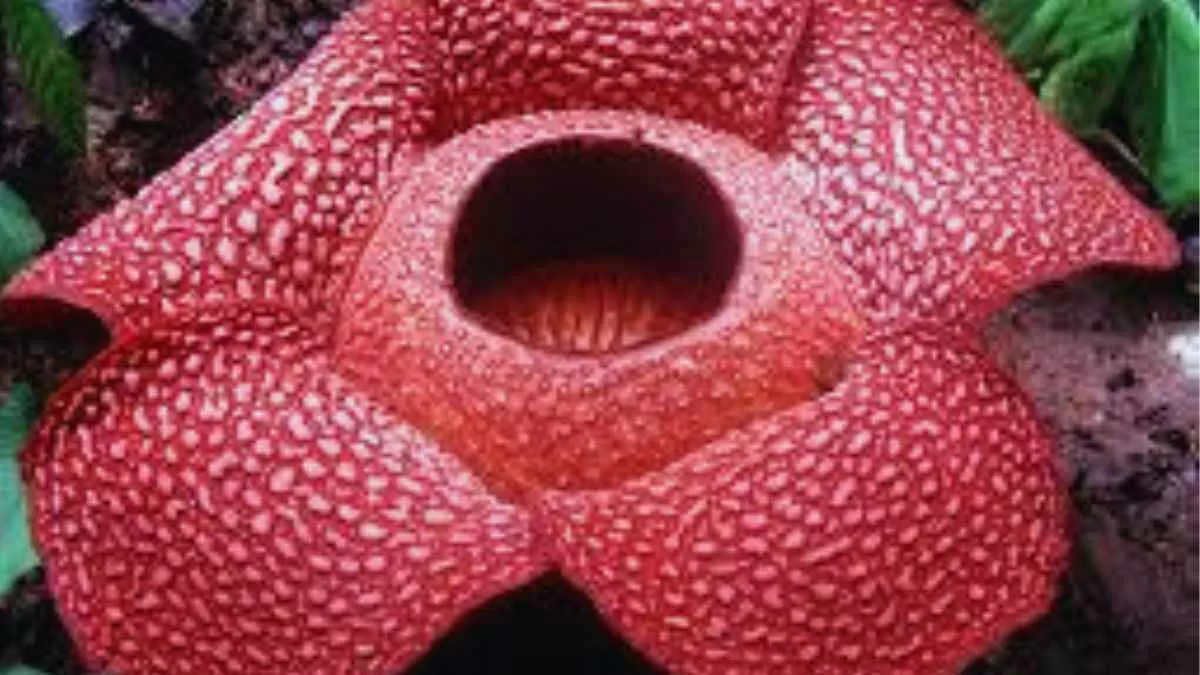 Rafflesia, the largest flower of he world is getting closer to extinction. Here's everything to know about the flower!
