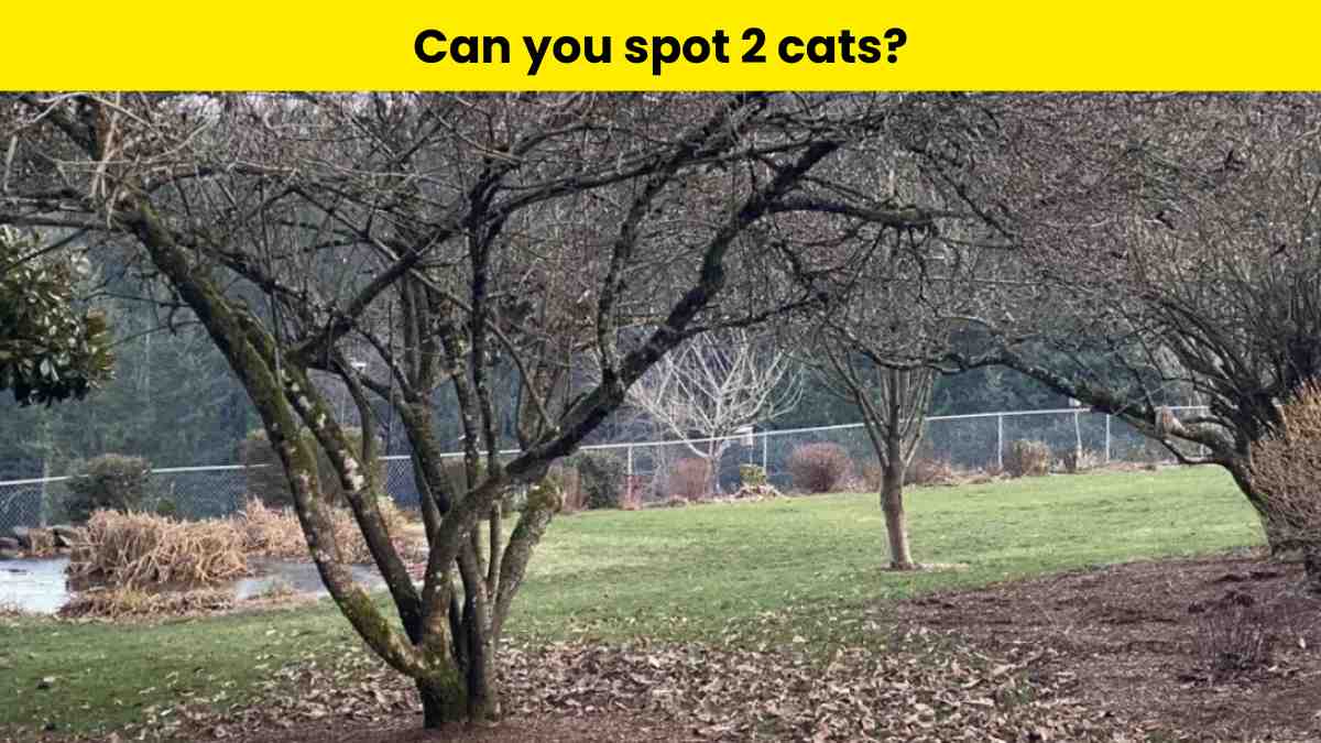 Test your vision and spot 2 cats hiding at the park in 7 seconds. 