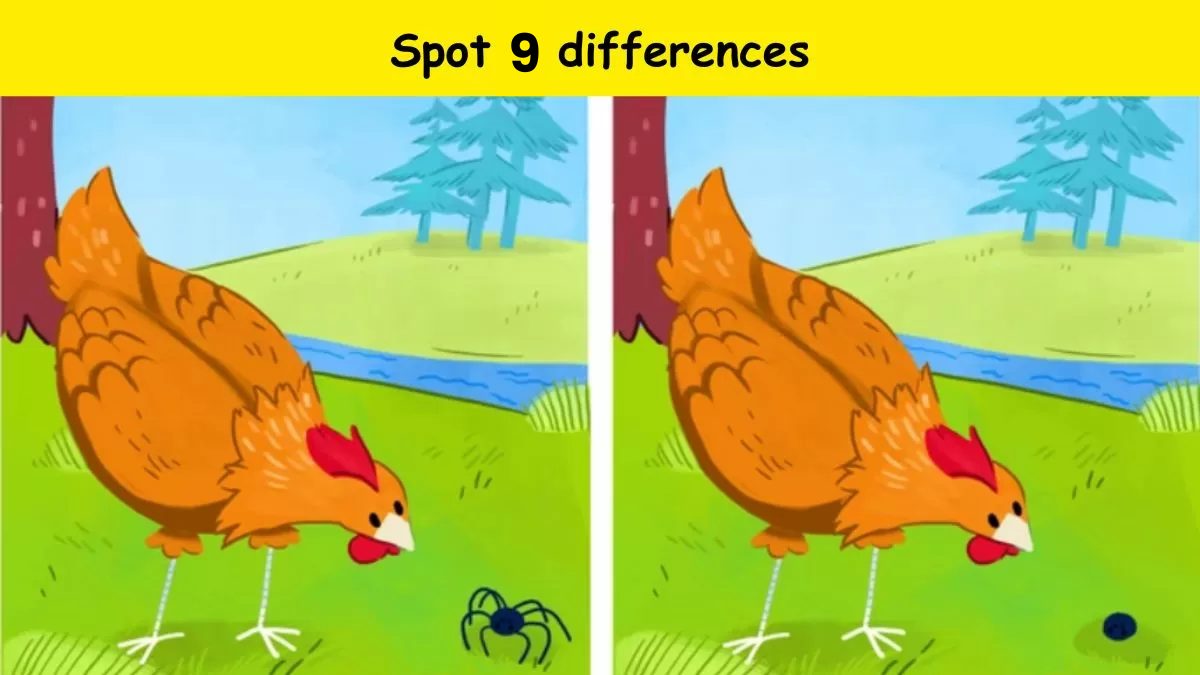 Only the most observant can spot 9 differences between the hen pictures ...