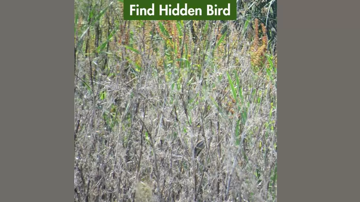 Find The Bird in 6 Seconds
