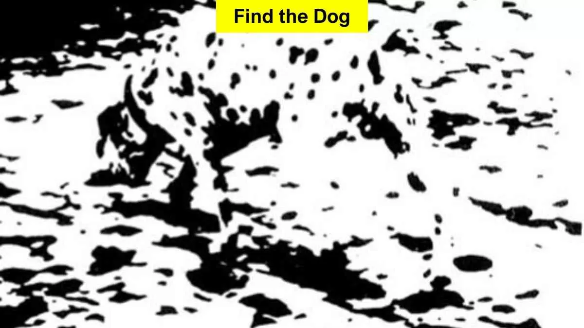 Find Hidden Dog in 5 Seconds
