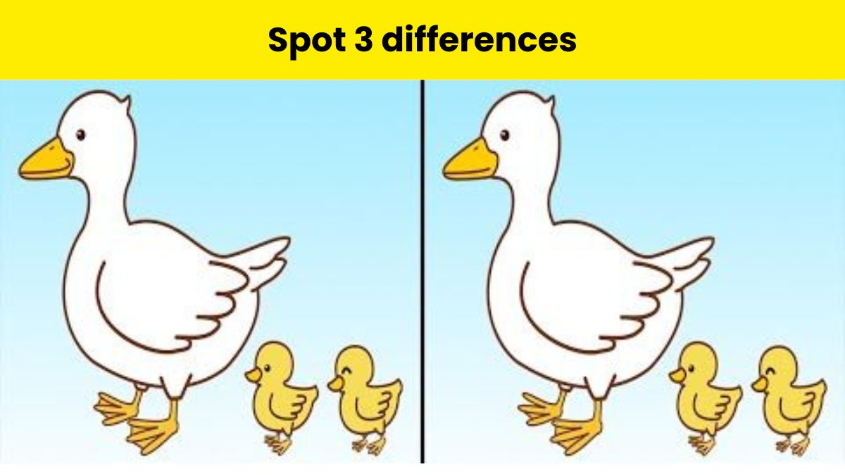 How attentive are you? Spot 3 differences in the duck and duckling ...