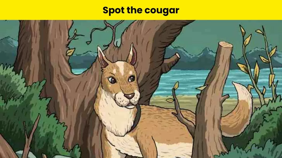 Can you spot the cougar?