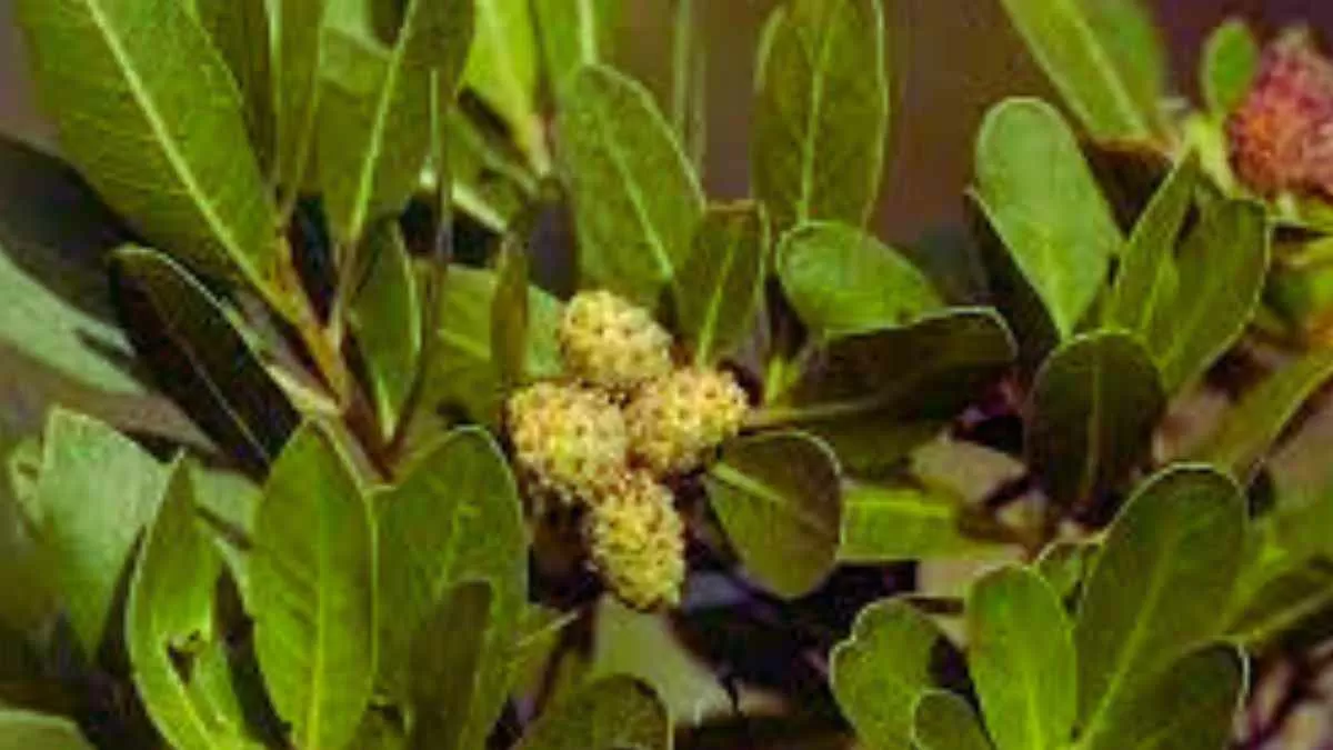 Conocarpus plants banned in Gujarat, along with many other states. Here is the reason