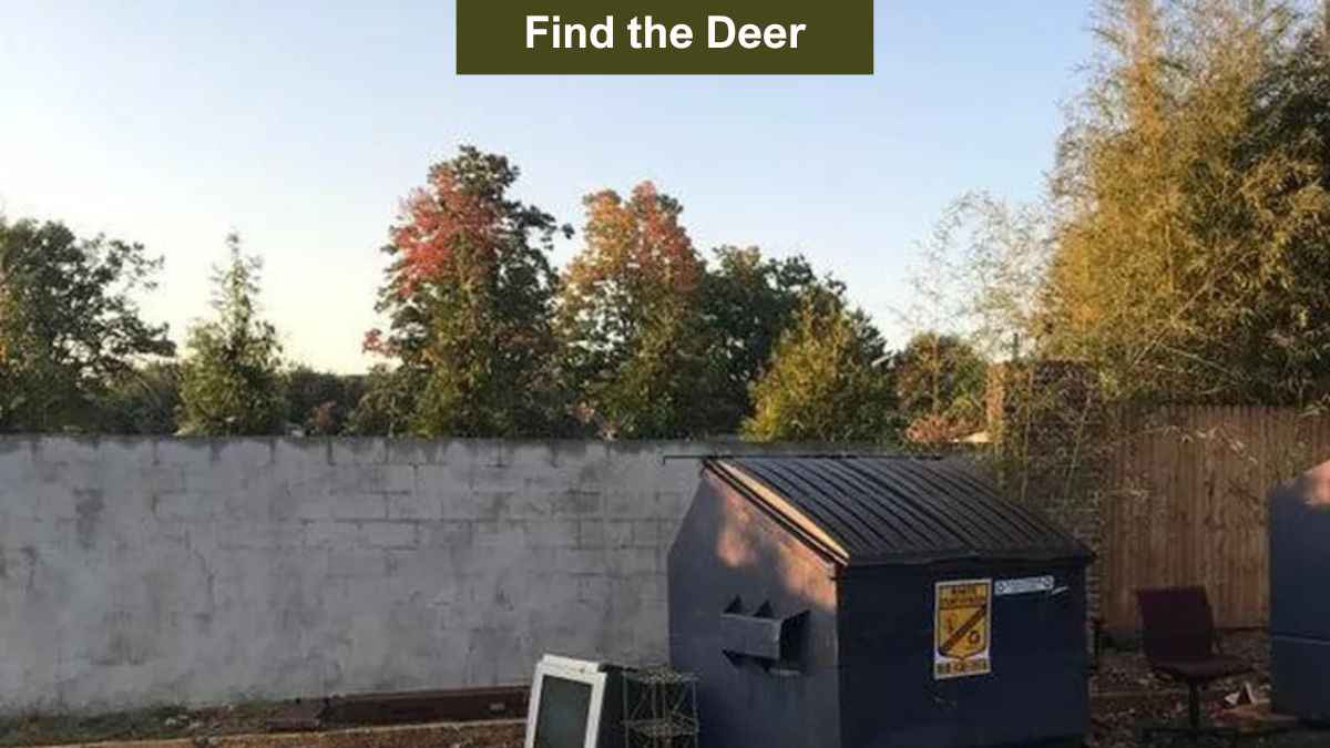You have the sharpest eyes in the world if you can spot the hidden deer in the picture in 6 seconds! 