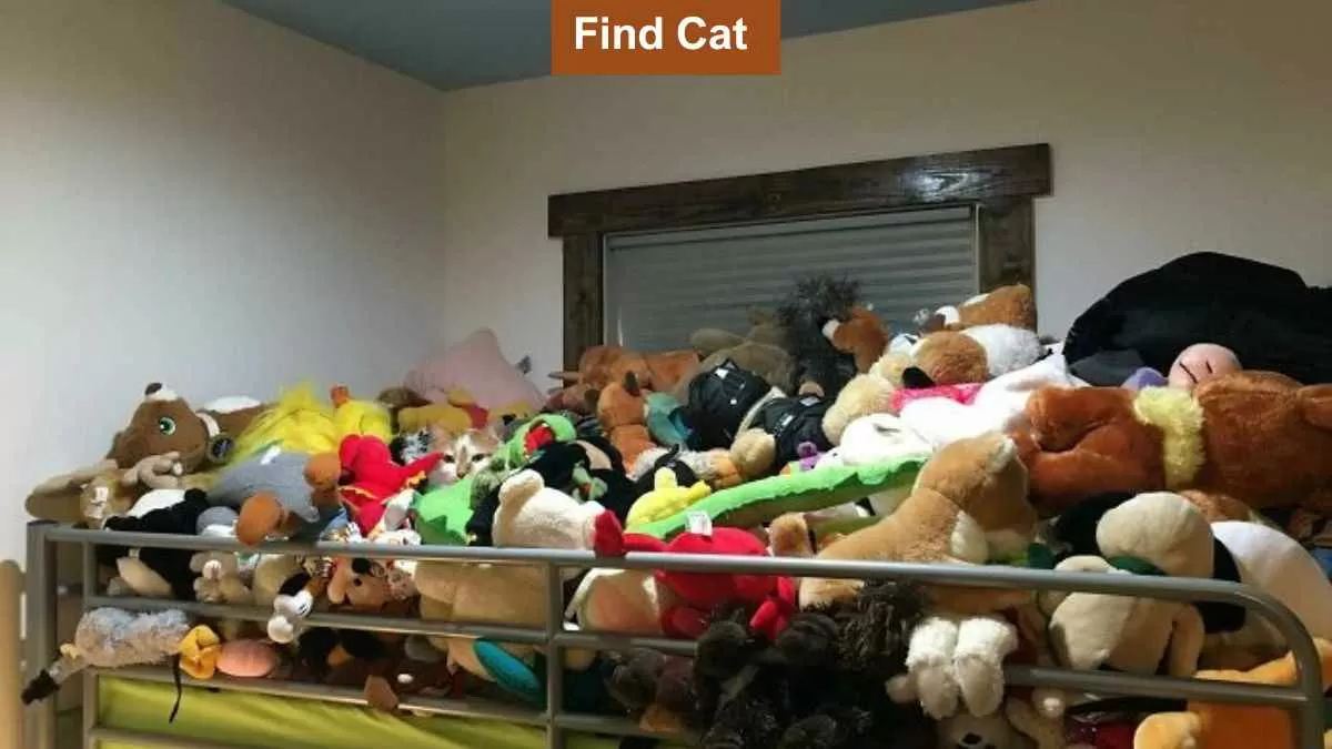 Find the cat among toys in 5 seconds