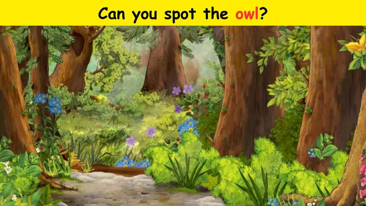 Spot the owl in 5 seconds. 