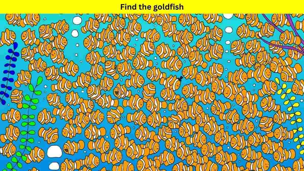 Brain Puzzle: Find the goldfish among catfishes.