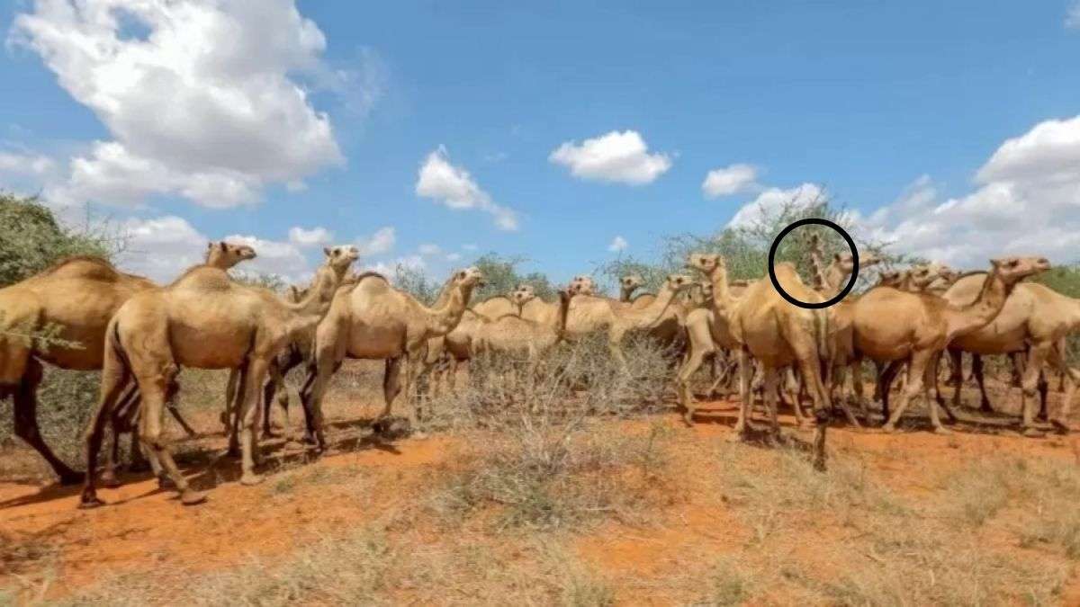 Illusion Pictures With Hidden Images With Answers Only 2% with extra sharp vision can spot the giraffe hidden among