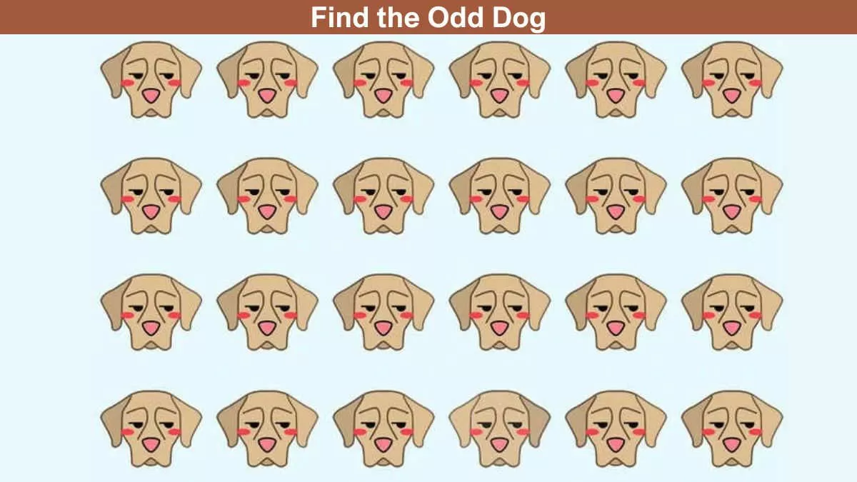 Find the different one sales dog puzzle