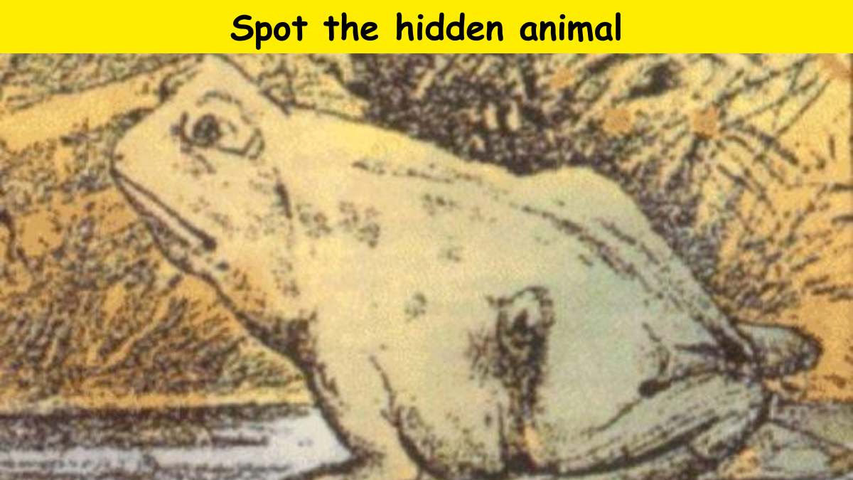 Find The Hidden Animal