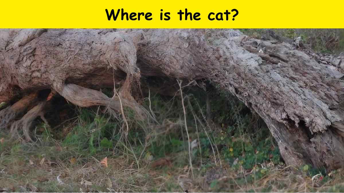 Spot the cat on a tree