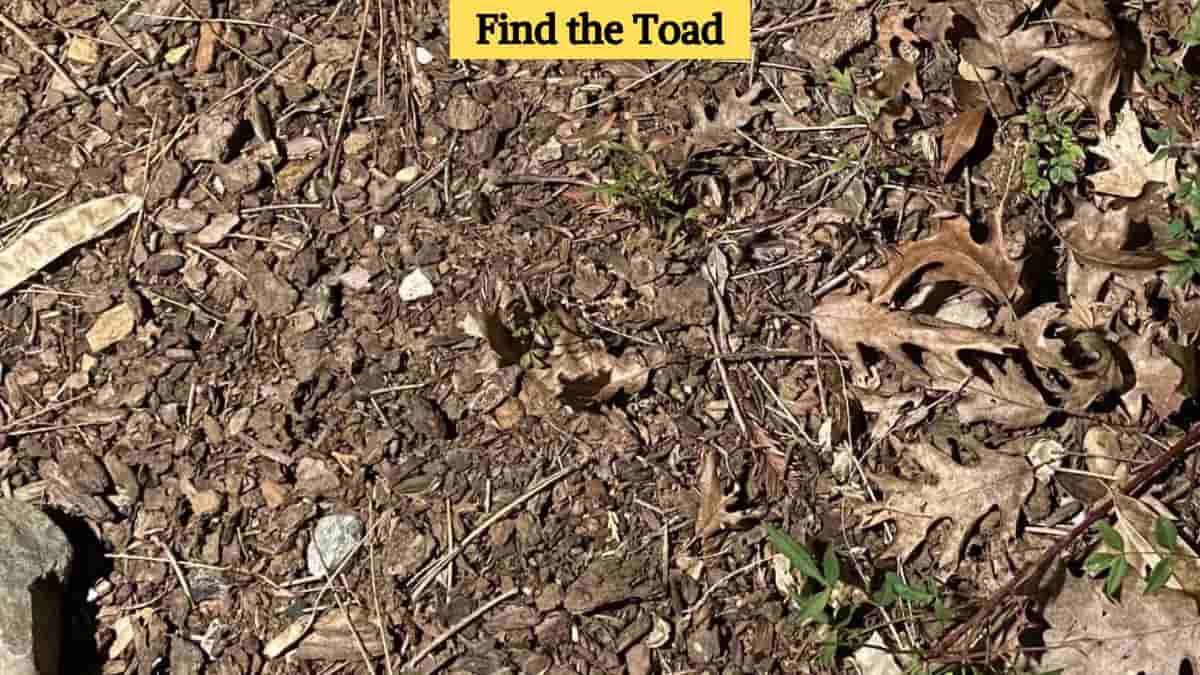 Optical Illusion: Find the toad in the picture in 6 seconds!