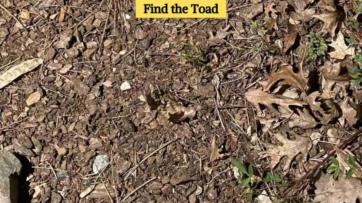 Find the toad