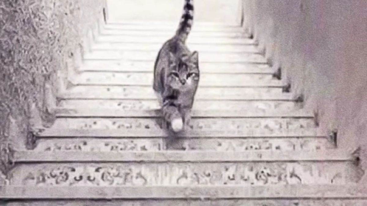Illusion Personality Test: What You See First Reveals If You Are Detail-Oriented