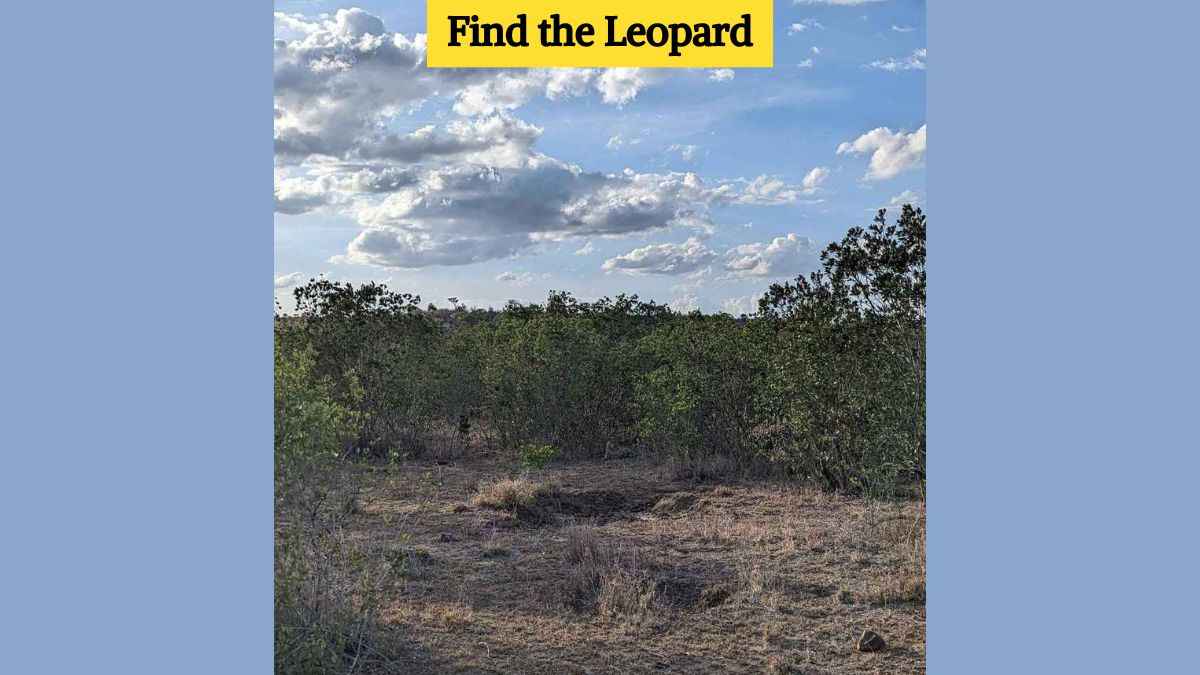 You have eagle eyes if you can spot the leopard in the jungle in 8 seconds!