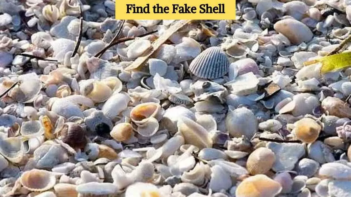 Find the fake shell