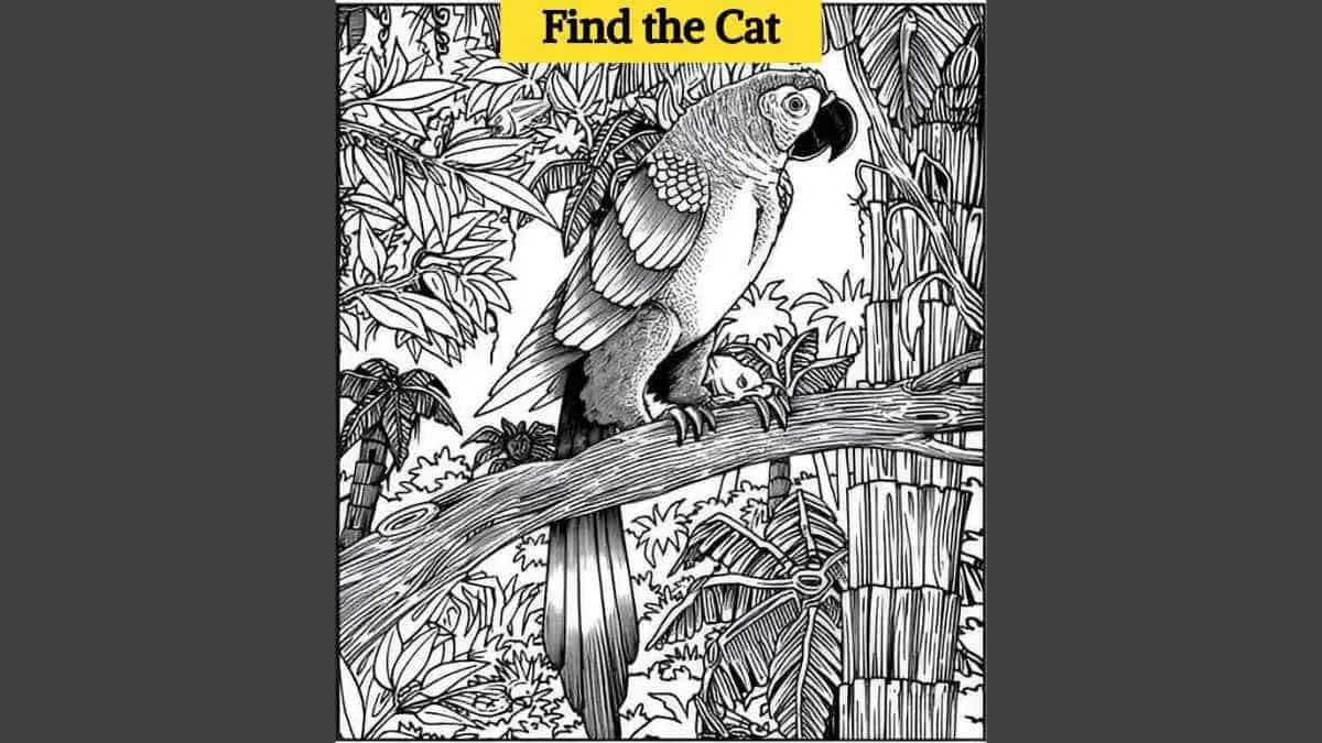 Find the hidden cat