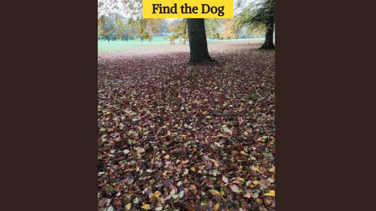Optical Illusion Eye Test: Find the dog in the park in 7 seconds!