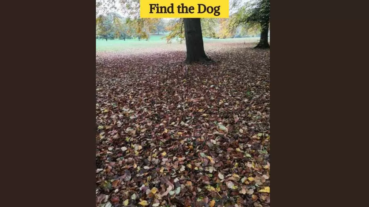 Find the dog