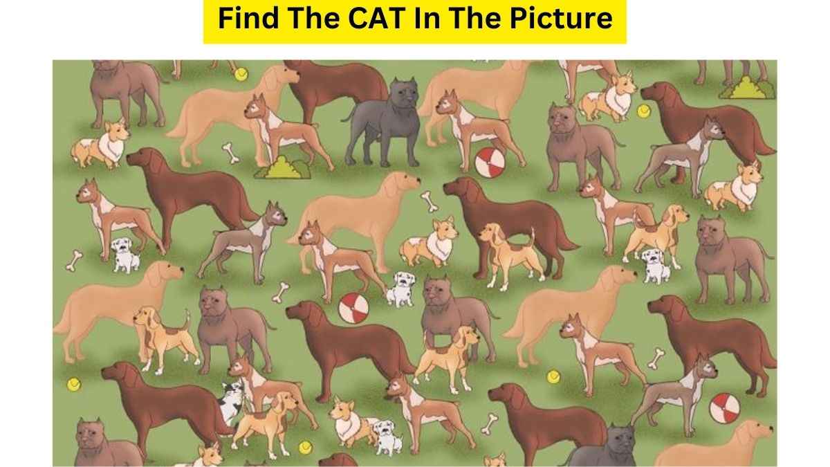  Vision IQ Test: Can You Find The Spy CAT Trespassing Into The Dog School? 7 Seconds Left!