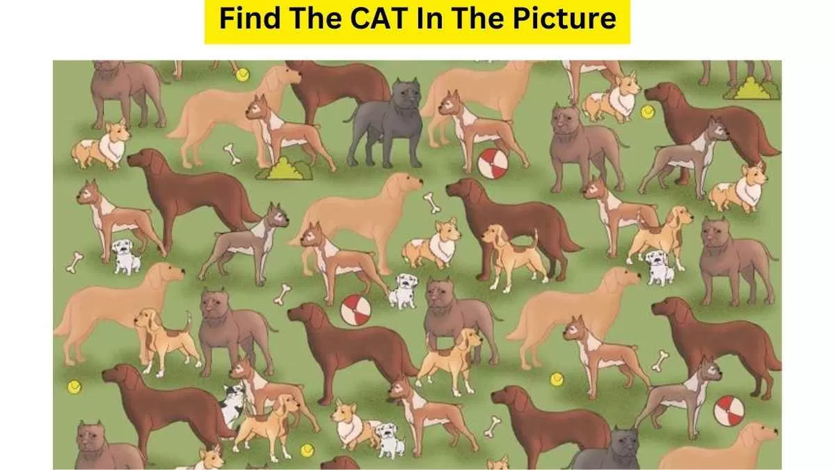 Spot The CAT In The Picture!