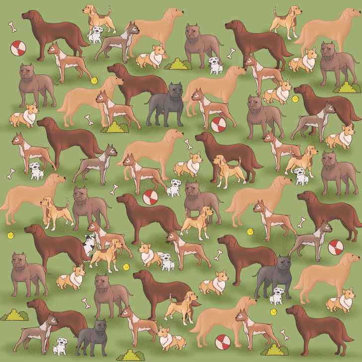 find the cat in the picture