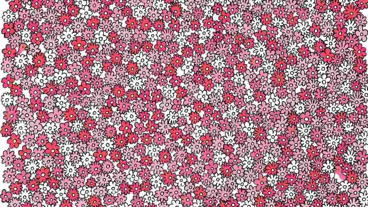 Spot five hidden stars.