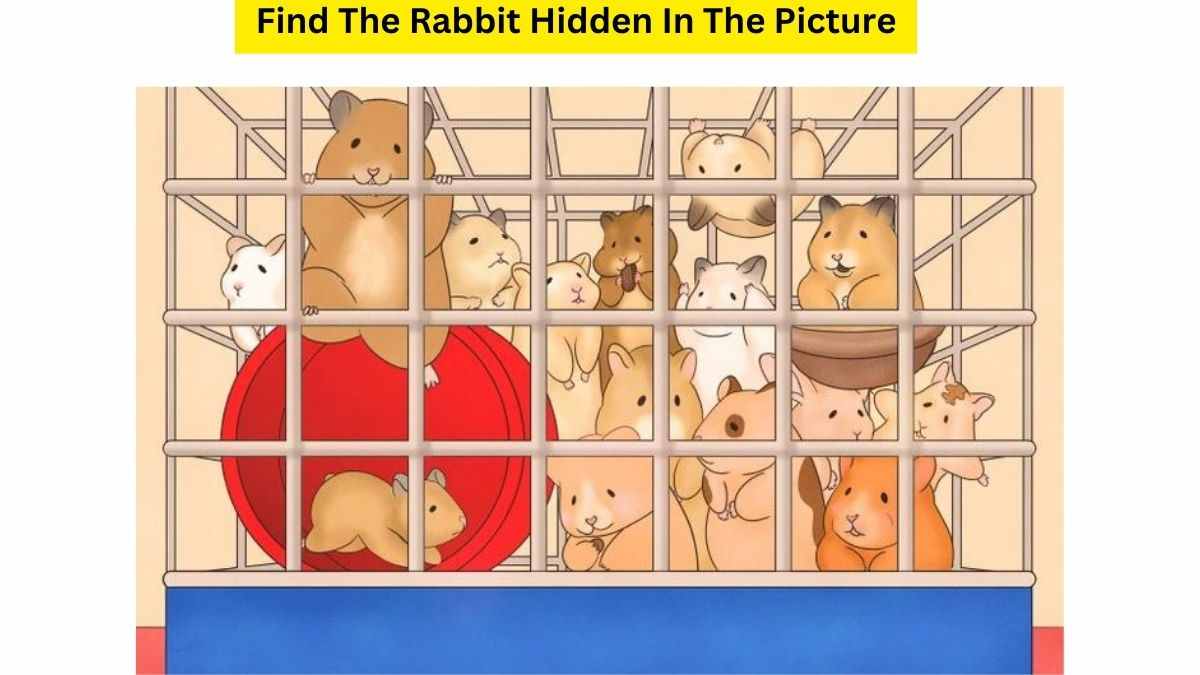 You Have A Sniper Vision If You Can Find The Rabbit Hidden Among Hamsters Within 21 Seconds. Try Your Luck!